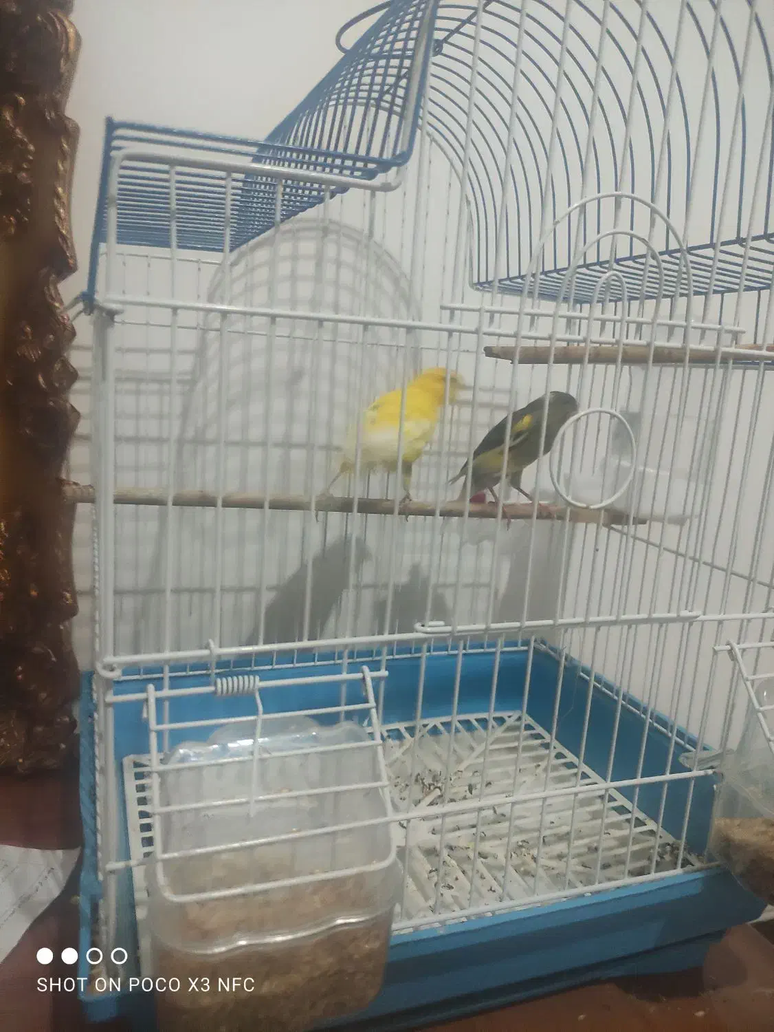 یه جفت قناری|پرنده|مرودشت, فاز دوم شهرک فرهنگیان|دیوار