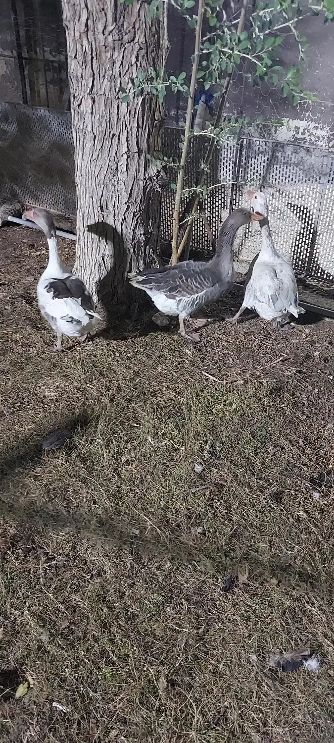 غاز|حیوانات مزرعه|امیدیه, |دیوار