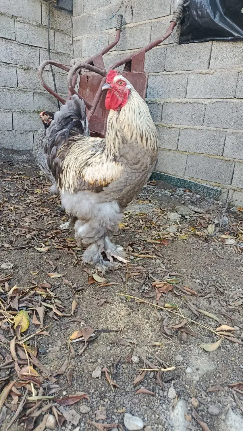 تخم برهما نطفه دار ضمانت دار|حیوانات مزرعه|آمل, |دیوار