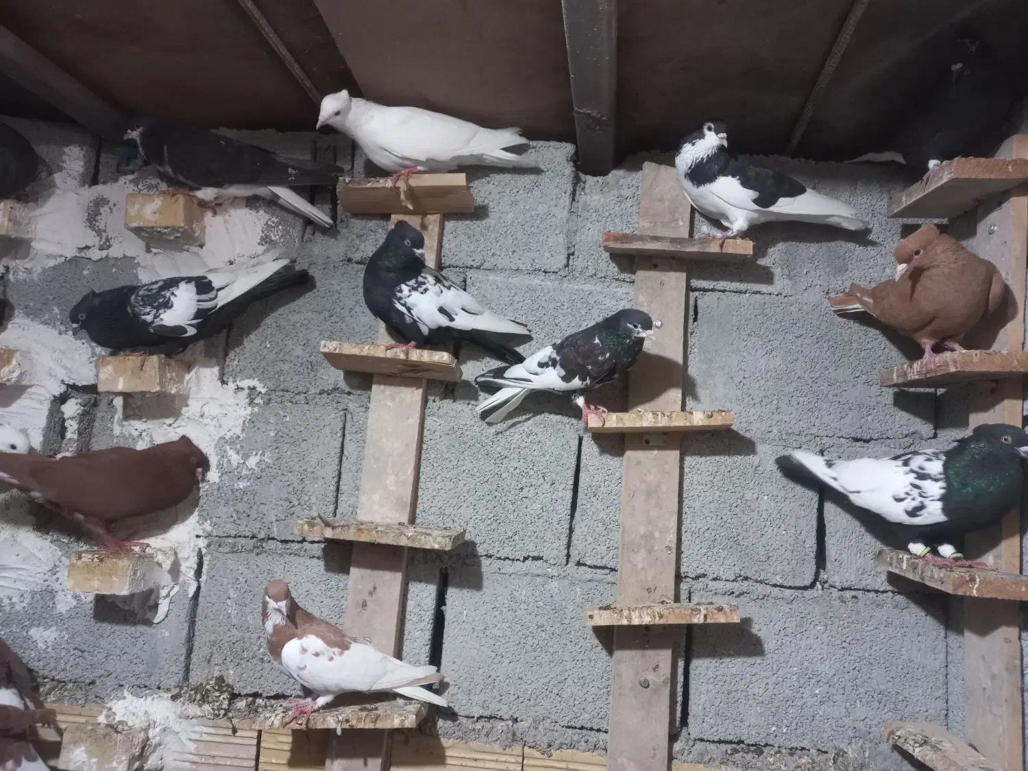 دسته کبوتر رنگی|پرنده|آبپخش, |دیوار