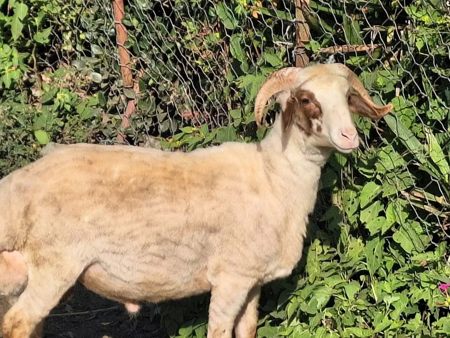 گوسفند پروار محلی|حیوانات مزرعه|سیاهکل, |دیوار