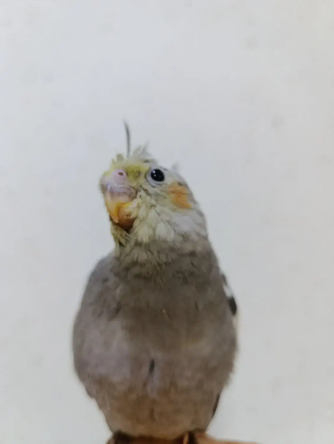 جوجه طوطی عروس هلندی|پرنده|امیدیه, |دیوار