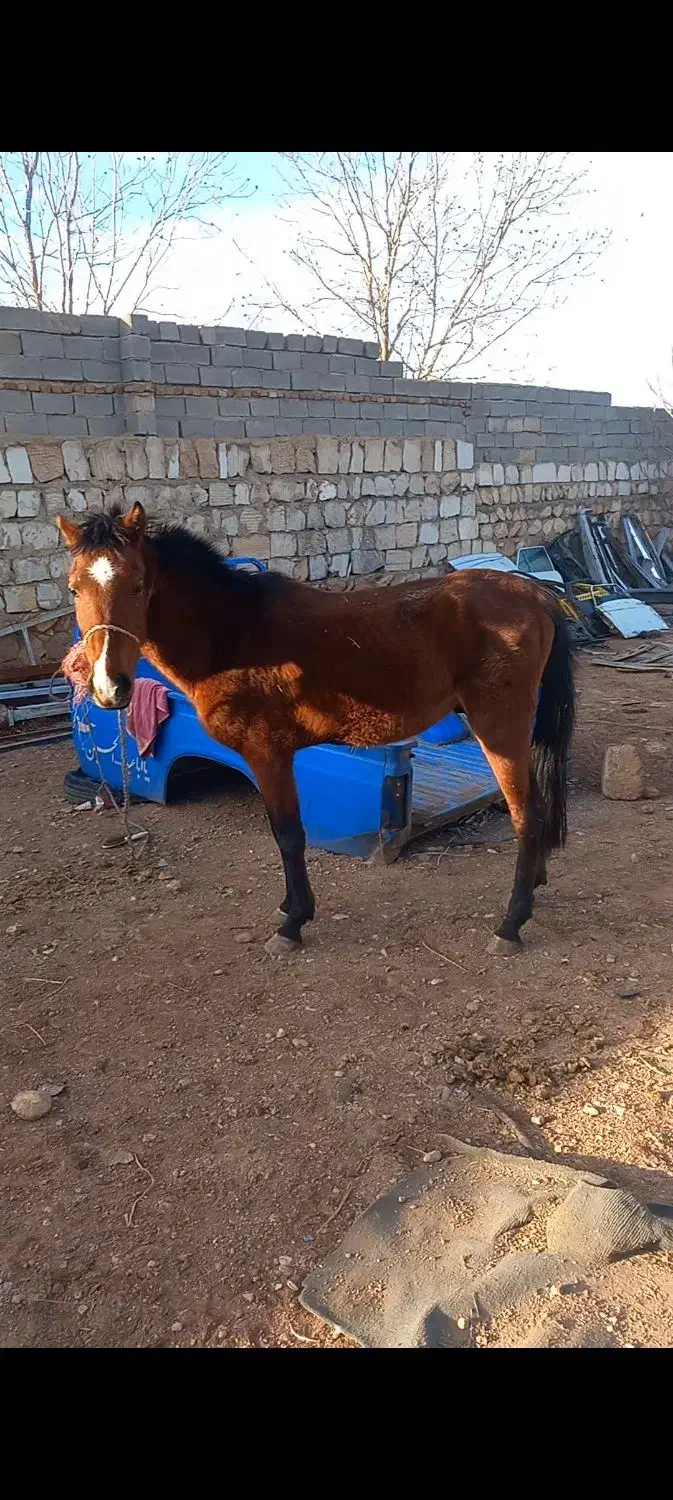 اسب نریان سه سال|اسب و تجهیزات اسبسواری|خرمآباد, |دیوار