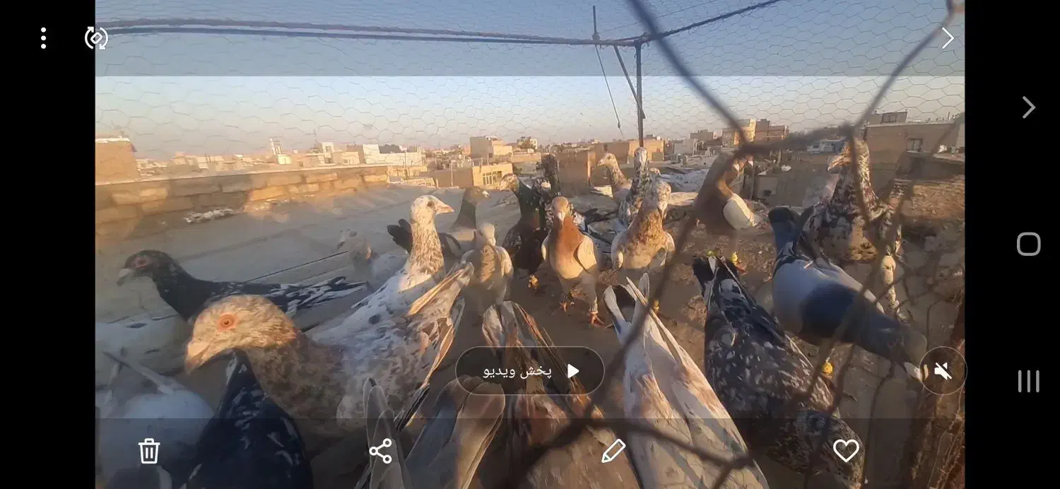 دسته ۳۰ تای هفرنگ|پرنده|اقبالیه, |دیوار