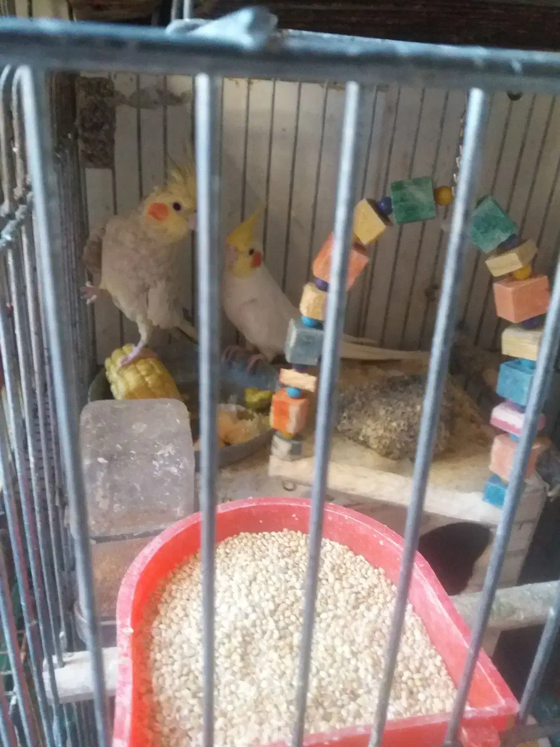 ۲عدد عروس هلندی نروماده جفت|پرنده|تهران, زرکش|دیوار