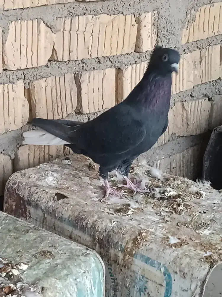 کفتر کله سیاه قیمت واسه جفتی|پرنده|شیراز, شیخ علی چوپان|دیوار