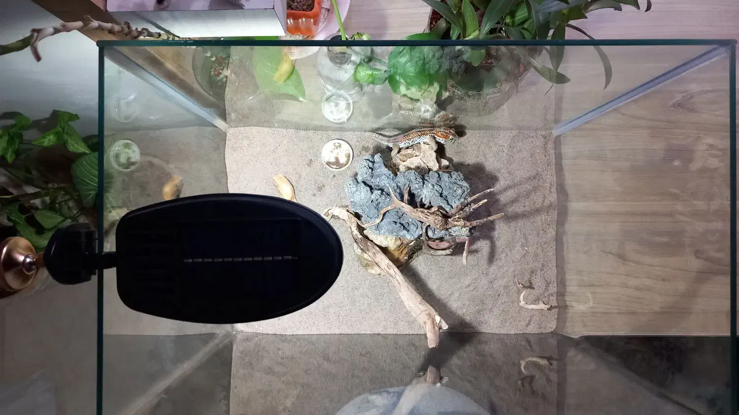 اکواریوم شرکتی|ماهی|مشهد, امیریه|دیوار