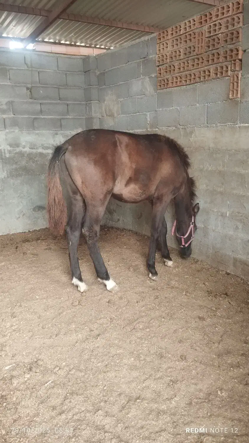 کره نریون 8ماه ترکمن|اسب و تجهیزات اسبسواری|گمیشان, |دیوار