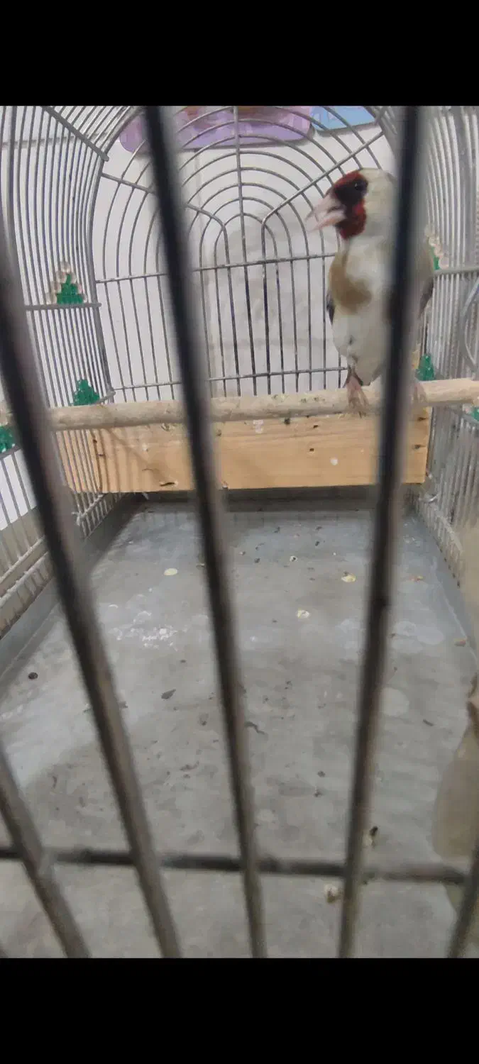 سهره|پرنده|شیراز, کوشک میدان|دیوار