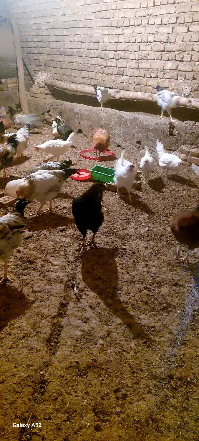 مرغ و خروس محلی|حیوانات مزرعه|ملک‌آباد, |دیوار