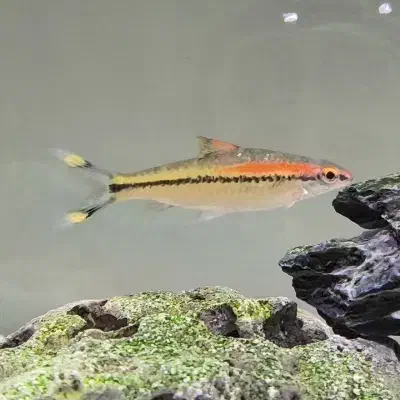 ماهی ردلاین|ماهی|کرج, شهرک فهمیده|دیوار