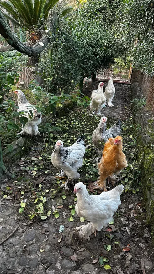 مرغ و خروس امپراطور|حیوانات مزرعه|رشت, حومه رشت|دیوار