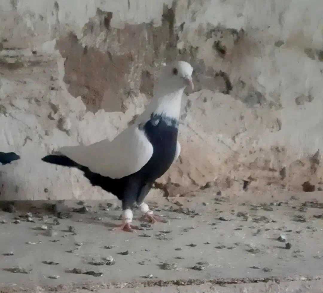 کبوتر چتن کله سینه کبوتر دمسفید رنگه والمانی|پرنده|تربتحیدریه, فتح المبین|دیوار