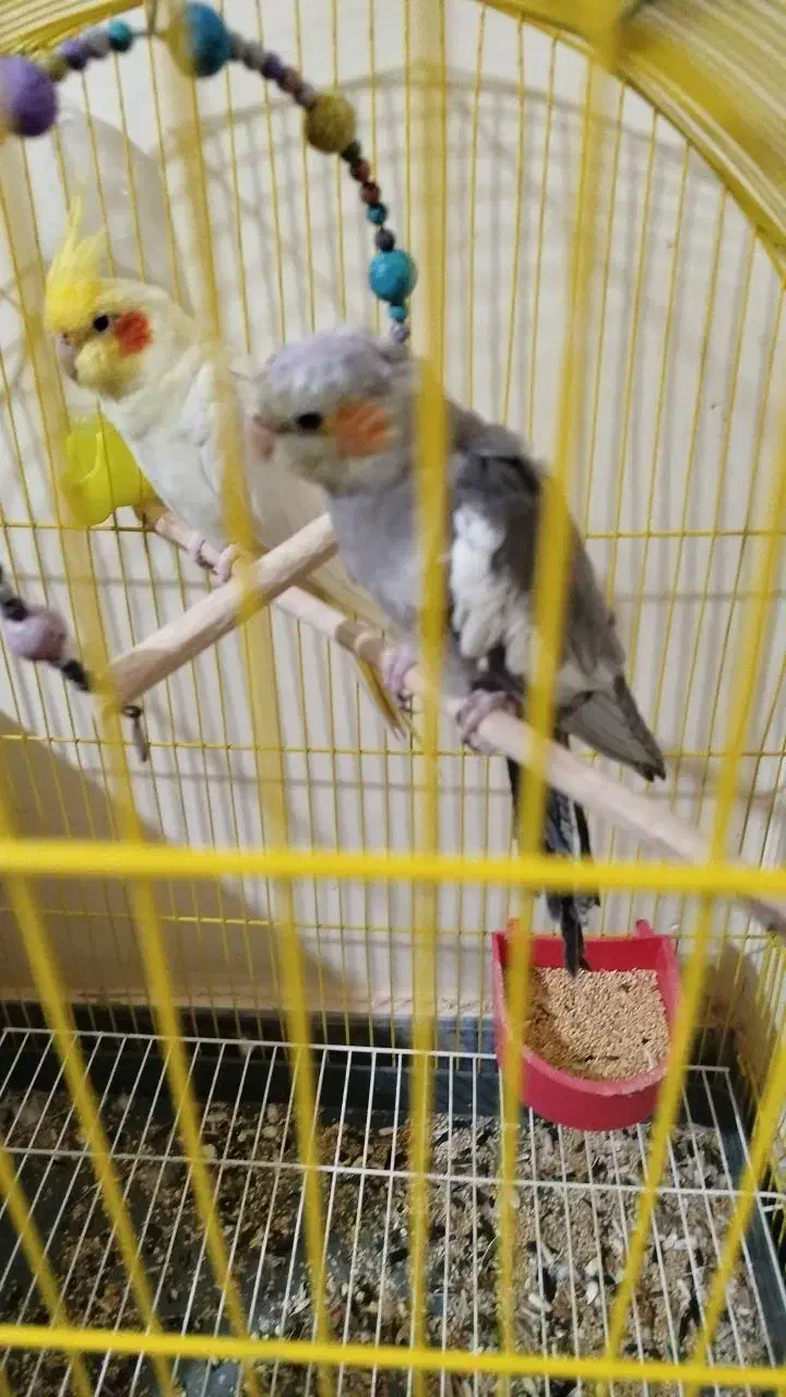 ۳ عدد طوطی سخن گو|پرنده|شاهین دژ, |دیوار