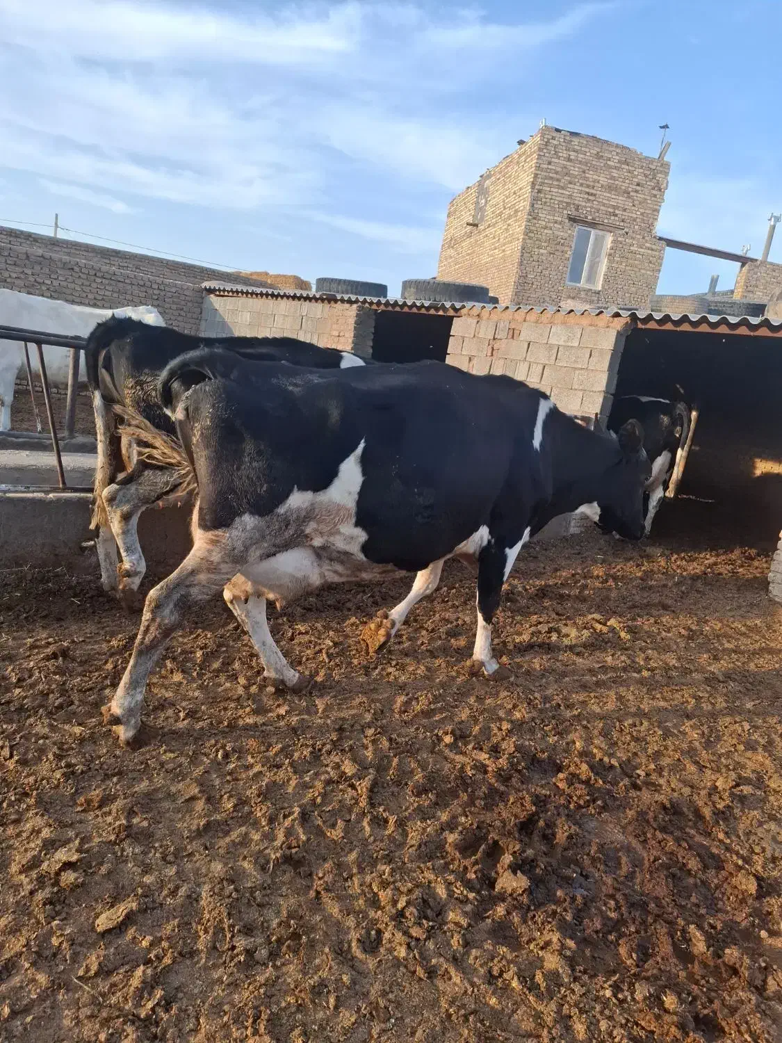 گاوشیری|حیوانات مزرعه|تربت جام, معدآباد|دیوار