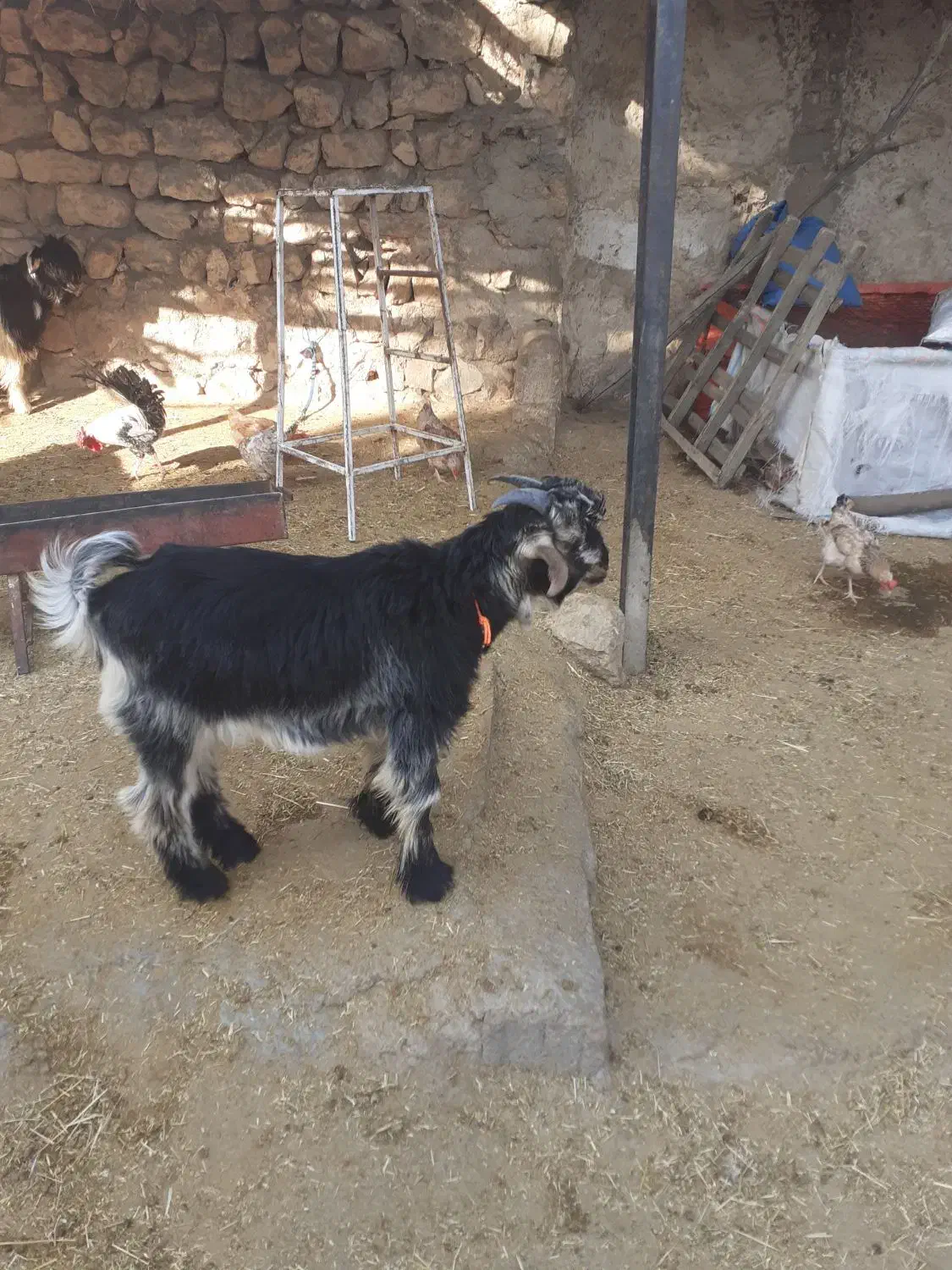 دوتا بیگ‌ نر شیری چاق|حیوانات مزرعه|ایذه, |دیوار