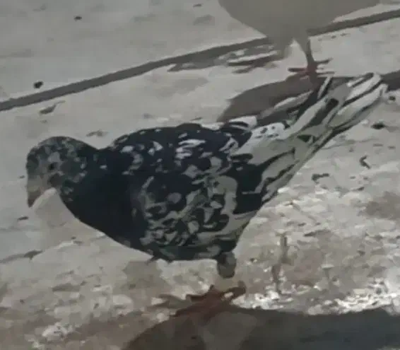 کبوتر هفترنگ سیاه|پرنده|محمدیه-قزوین, |دیوار