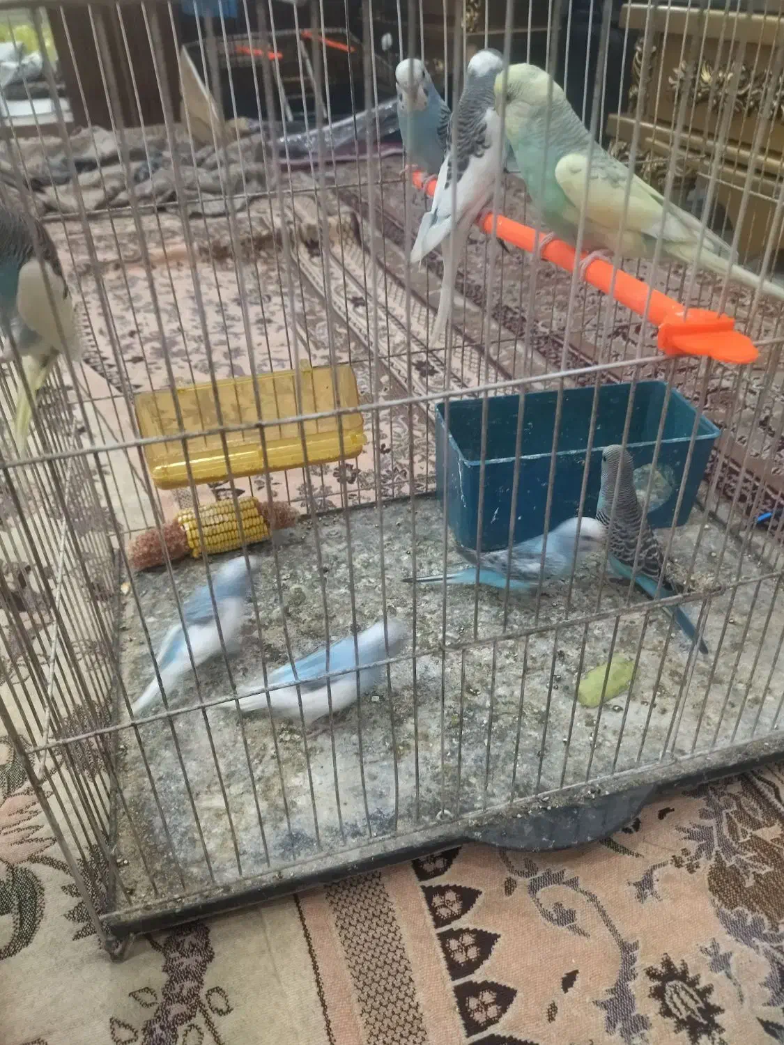 ۶عدد مرغ عشق برافروش|پرنده|مشهد, طبرسی شمالی|دیوار