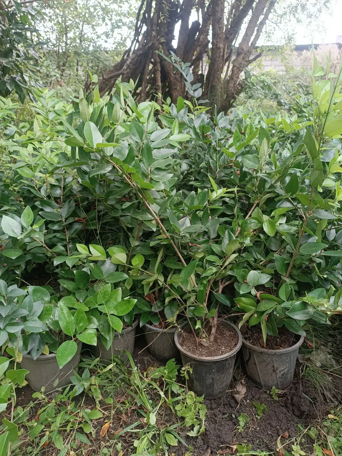 یاس هلندی سطل ۳|گل و گیاه طبیعی|رامسر, |دیوار