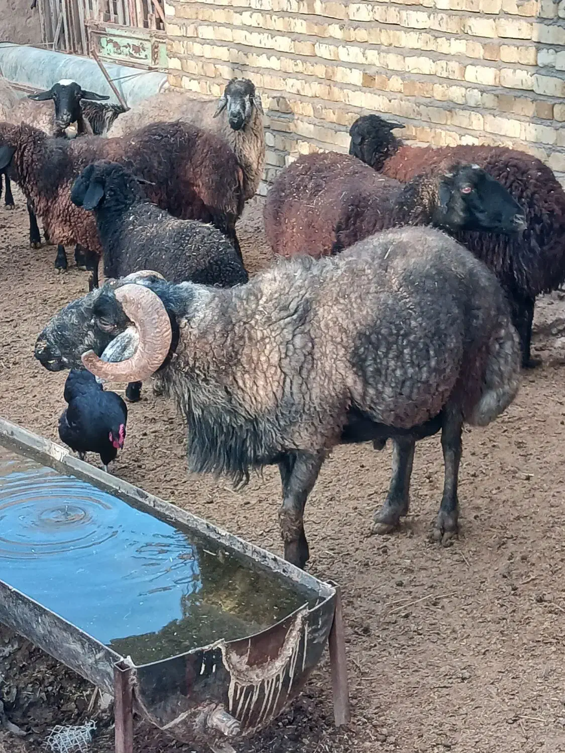 قوچ|حیوانات مزرعه|فرمهین, |دیوار