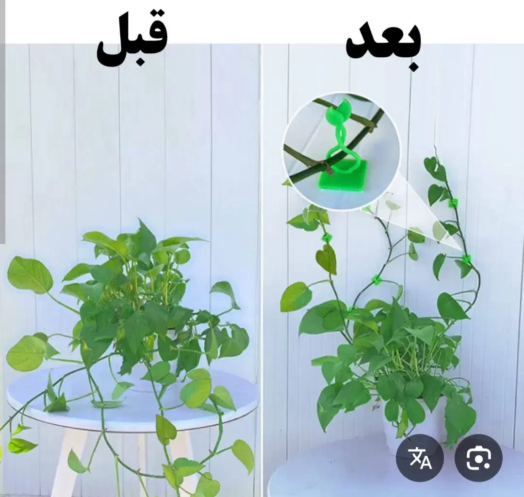 گیره نگهدارنده پتوس|گل و گیاه طبیعی|قم, ولیعصر|دیوار