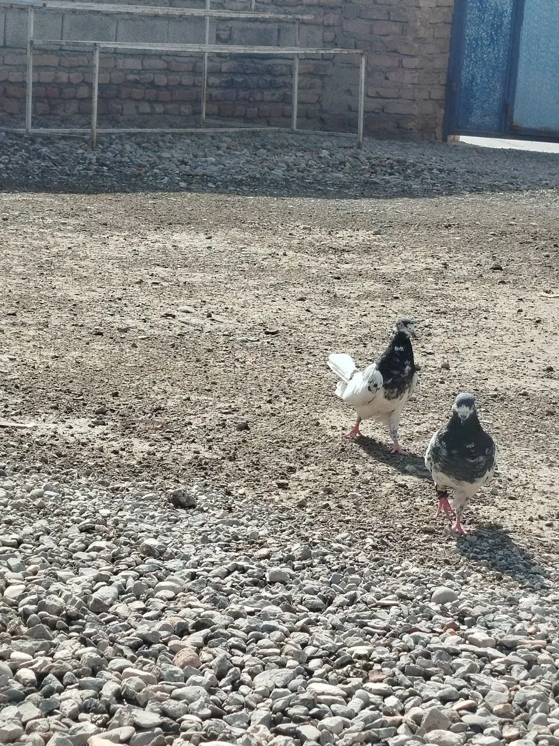 کفتر|پرنده|بمپور, |دیوار