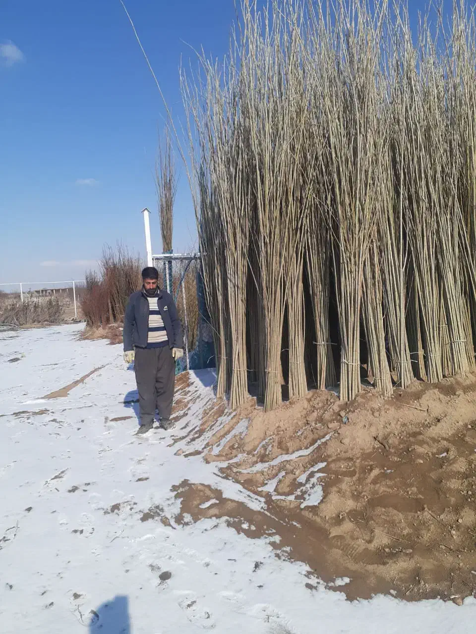 موجود نهال زود رس و دیررس|خدمات باغبانی و درختکاری|سنندج, |دیوار