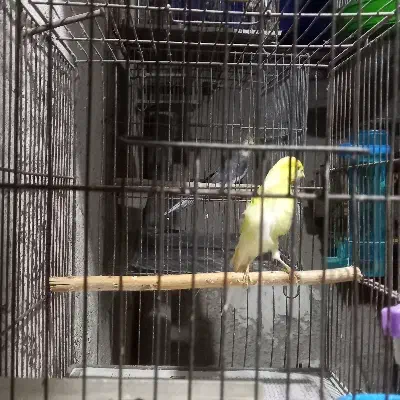 دوعدد قناری نر بالغ|پرنده|رشت, معلولین|دیوار