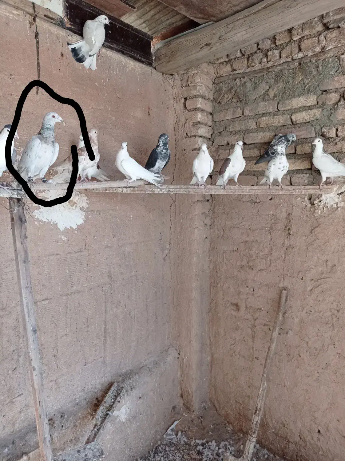 کبوتر|پرنده|شاهین‌شهر, گزبرخوار|دیوار