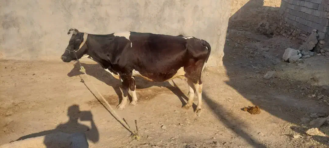 گاو و گوساله هلشتاین|حیوانات مزرعه|مسجد سلیمان, |دیوار