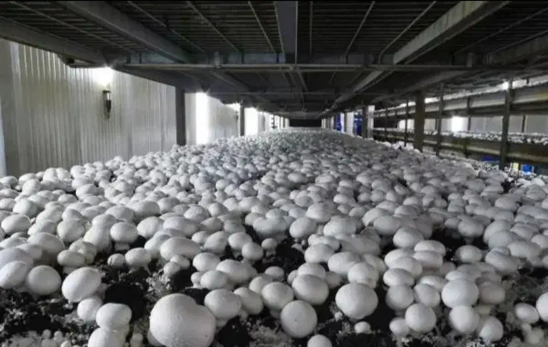 قارچ|فعالیت داوطلبانه|زنجان, |دیوار