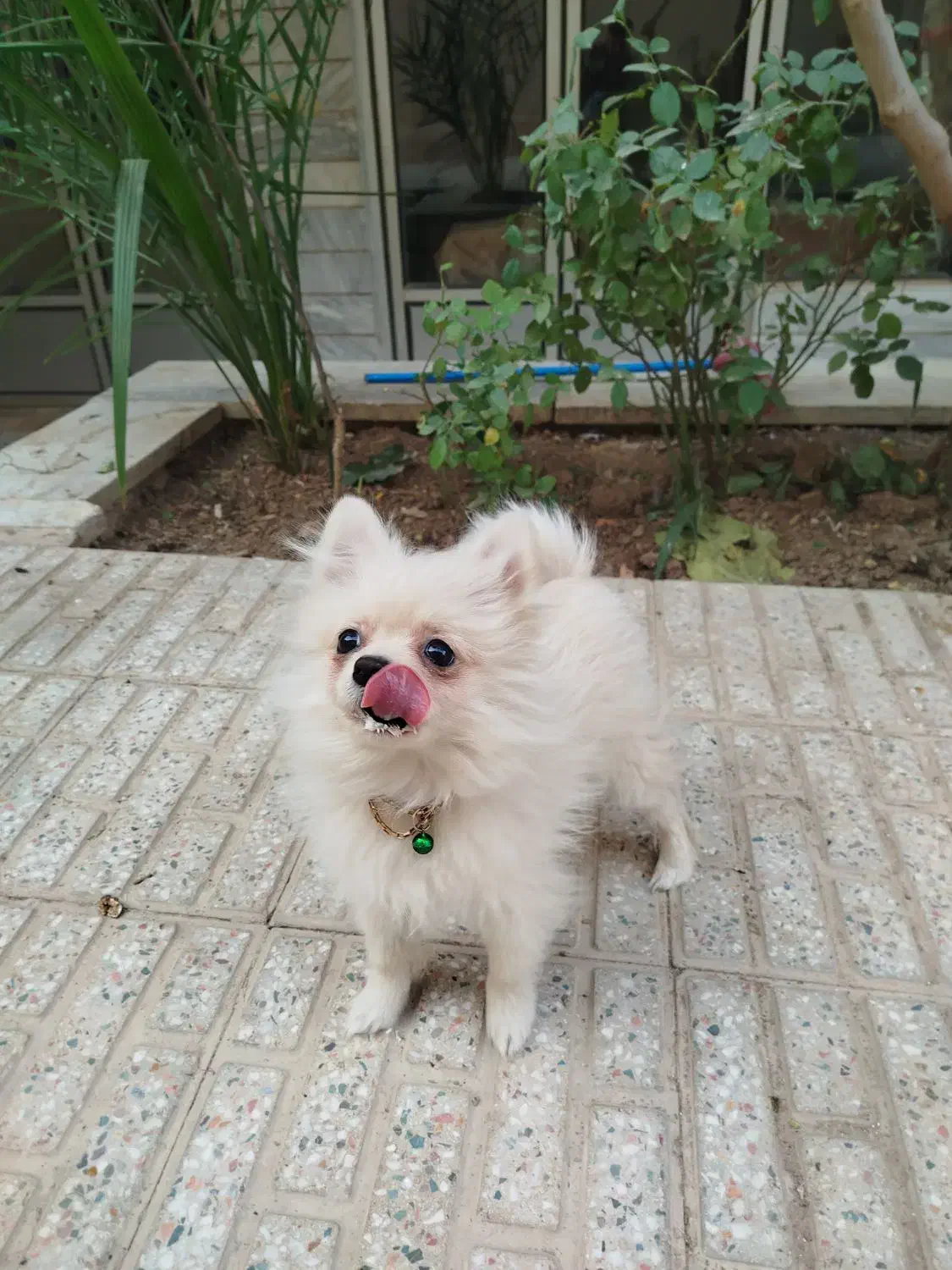 پامرخرسی اصیل|سگ|شاهینشهر, گزبرخوار|دیوار