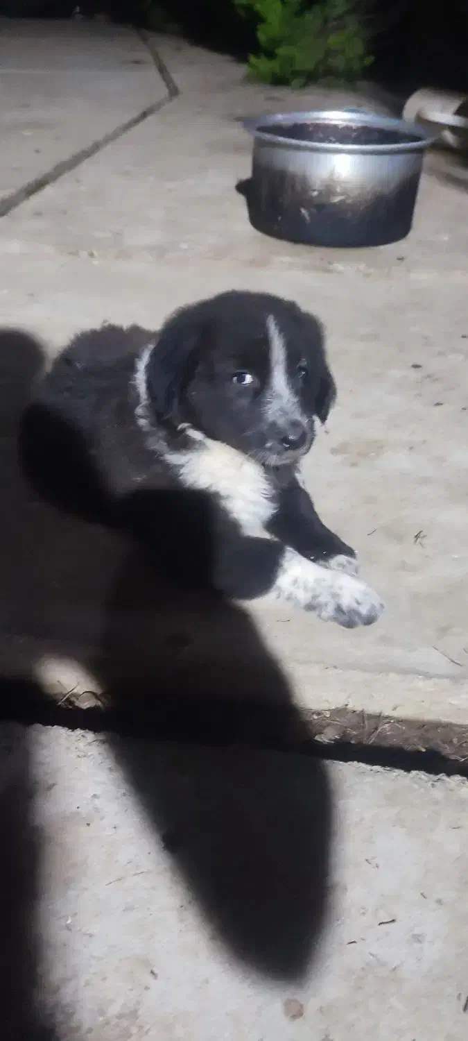 واگذاری سگ قدرجونی ماده|سگ|صومعه‌سرا, |دیوار