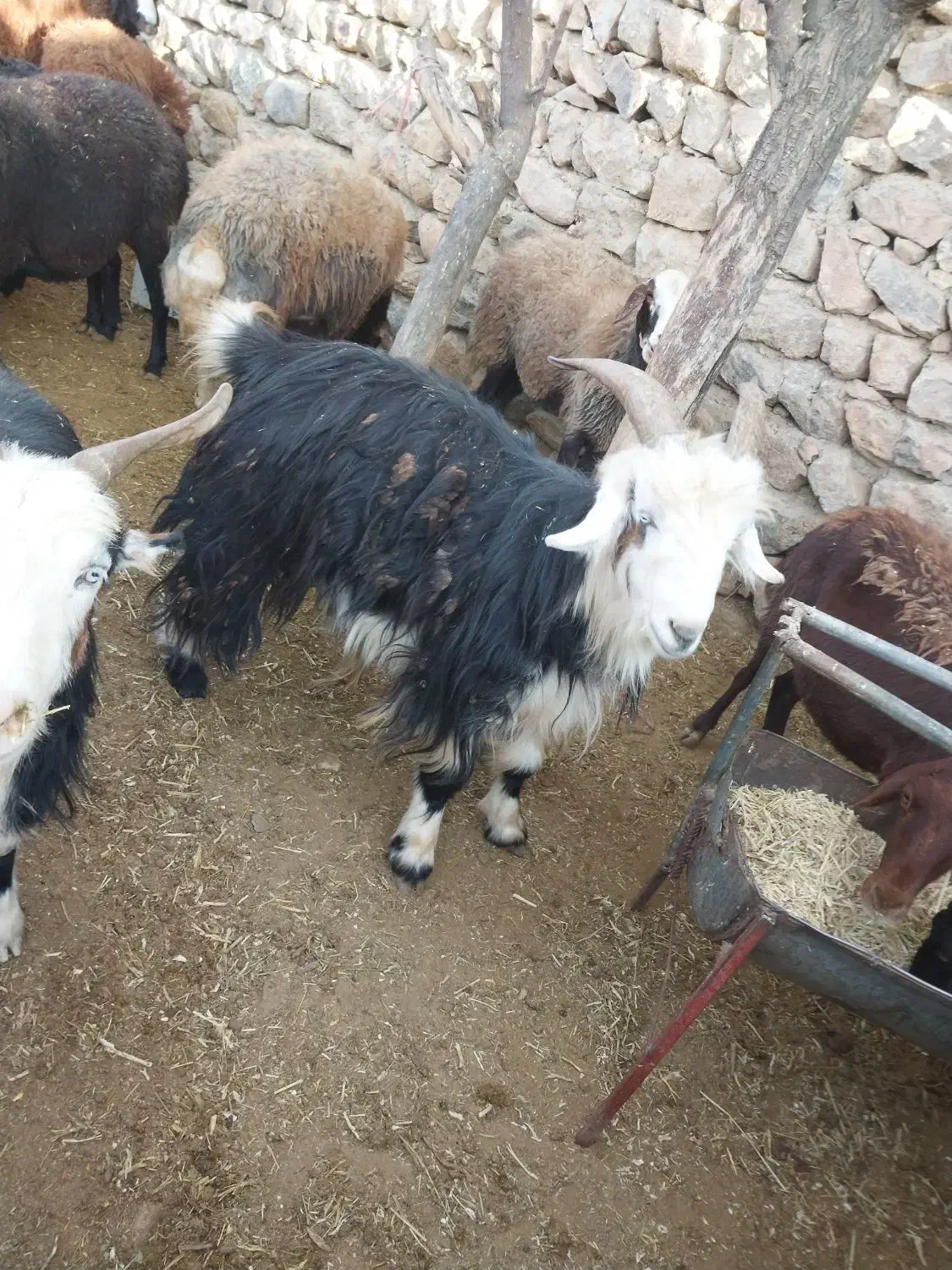 دبر جوان واصیل|حیوانات مزرعه|داران, |دیوار