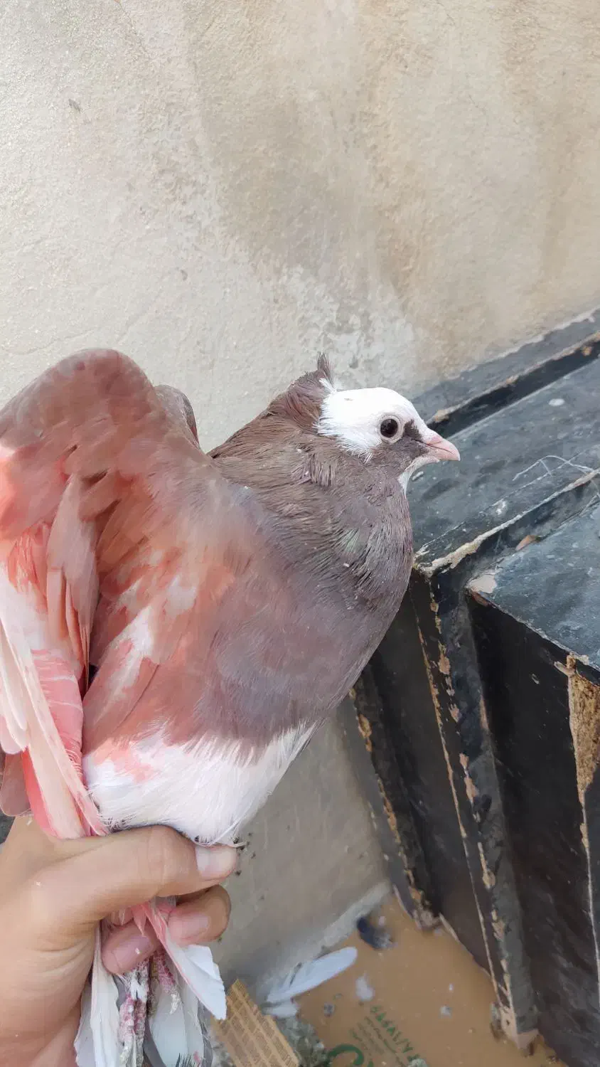 کفتر حسابی|پرنده|قم, قلعه کامکار|دیوار