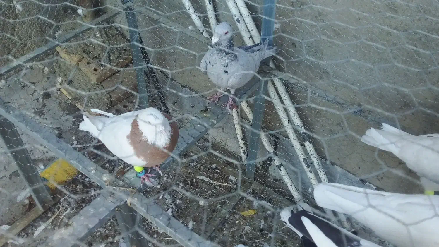 لانه توری سالم|لوازم جانبی حیوانات|چگنی, |دیوار