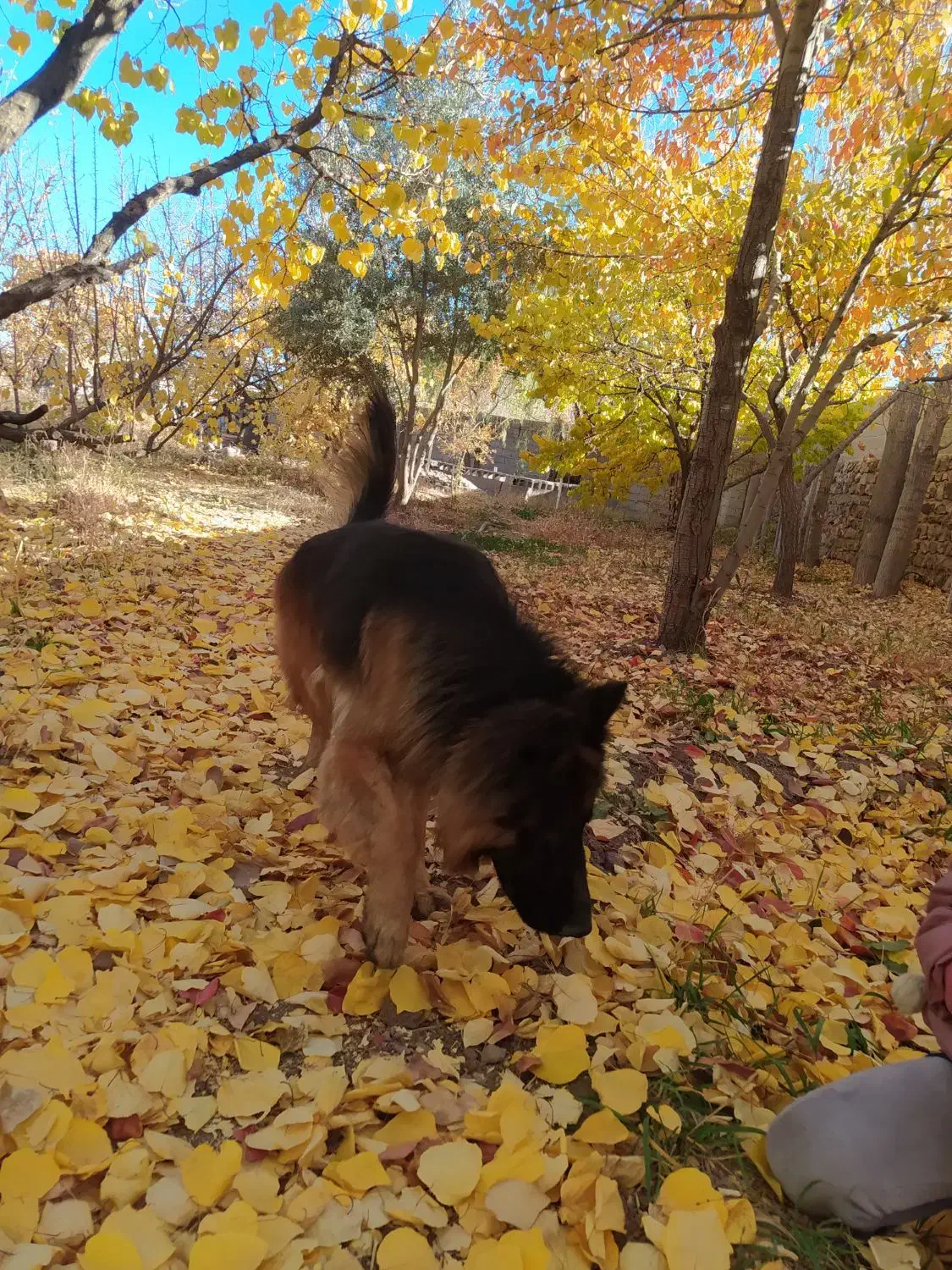 سگ ژرمن گم شده|سگ|کرمان, |دیوار