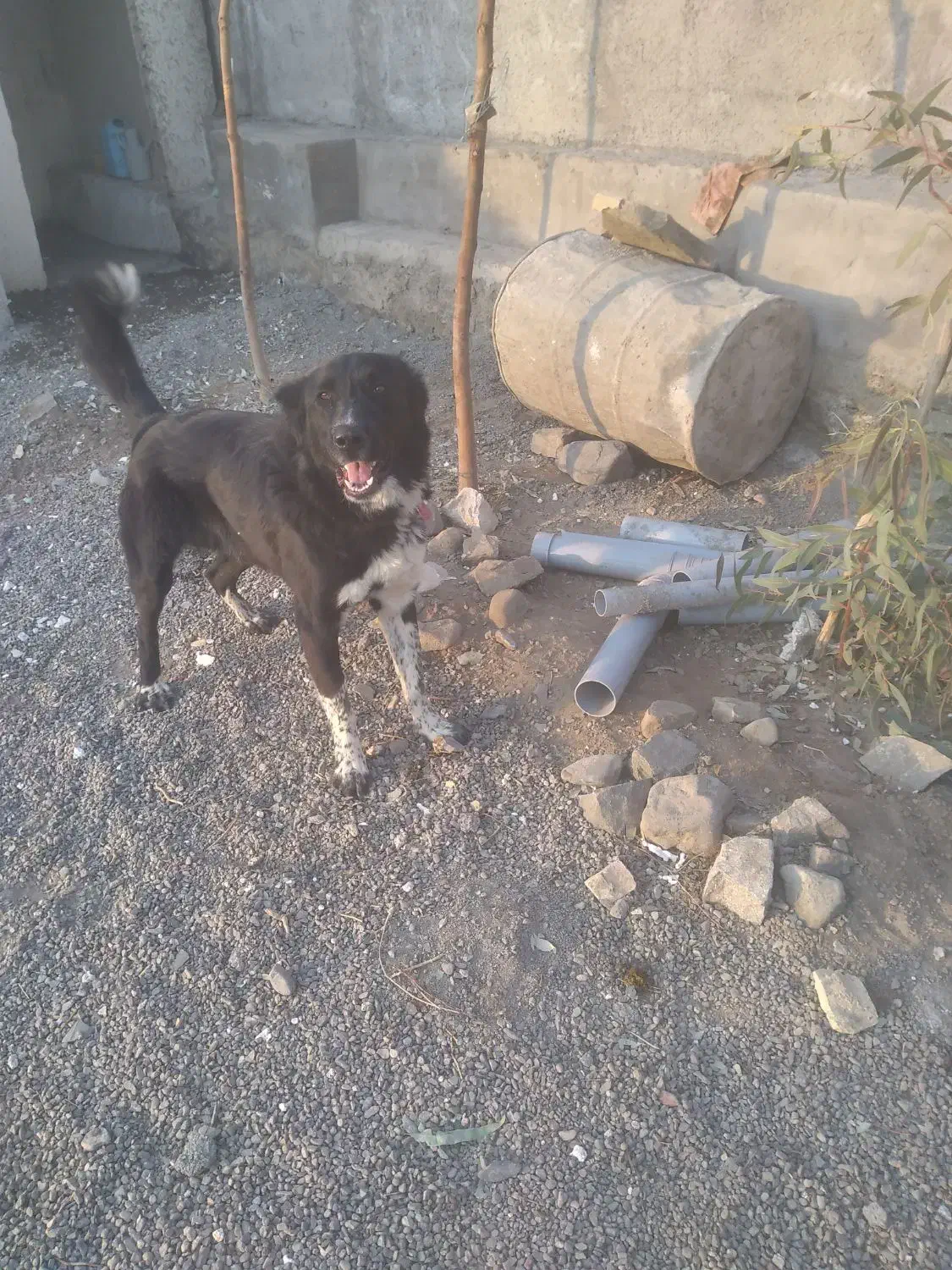 سگ معاوضه|سگ|قم, نخودی|دیوار