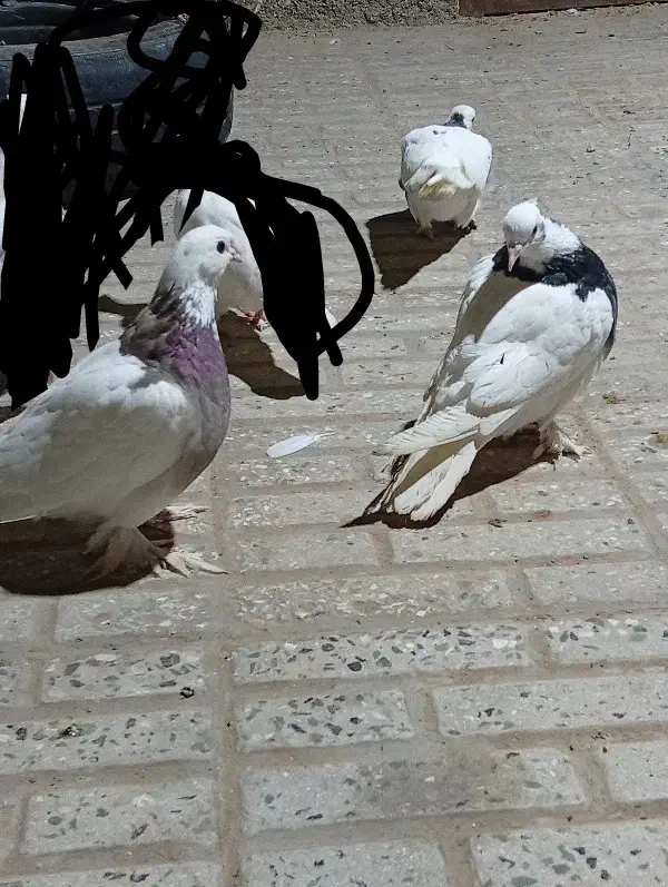 کبوترطوقی|پرنده|نهبندان, |دیوار