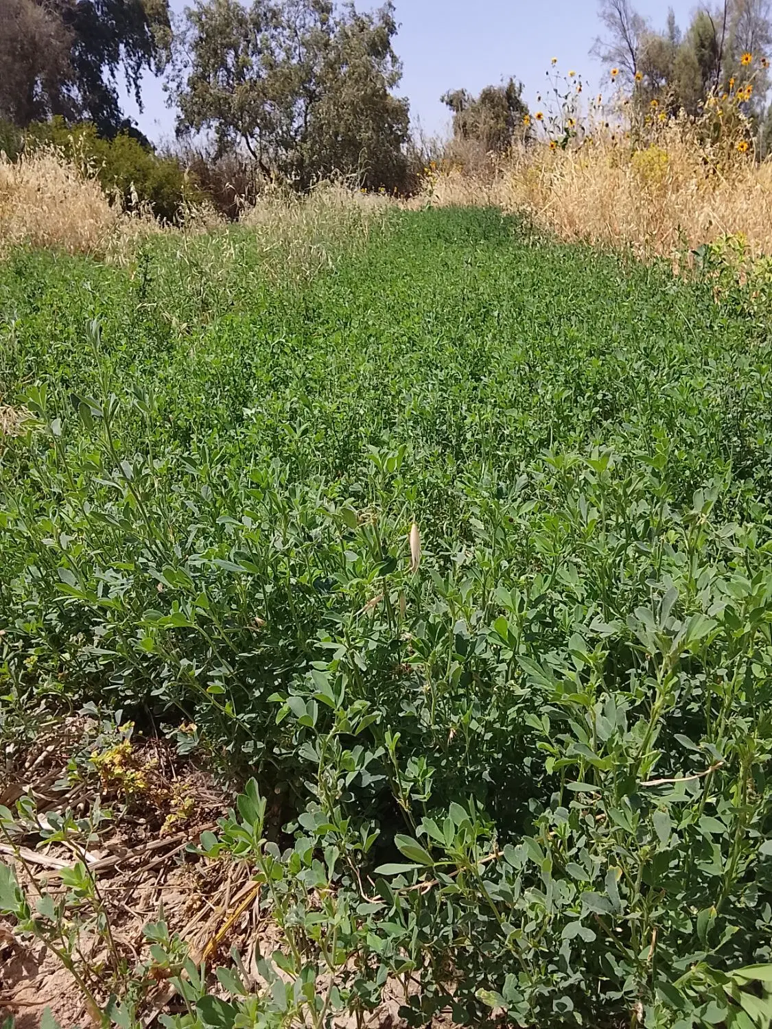 یونجه|کالسکه و لوازم جانبی|جیرفت, |دیوار