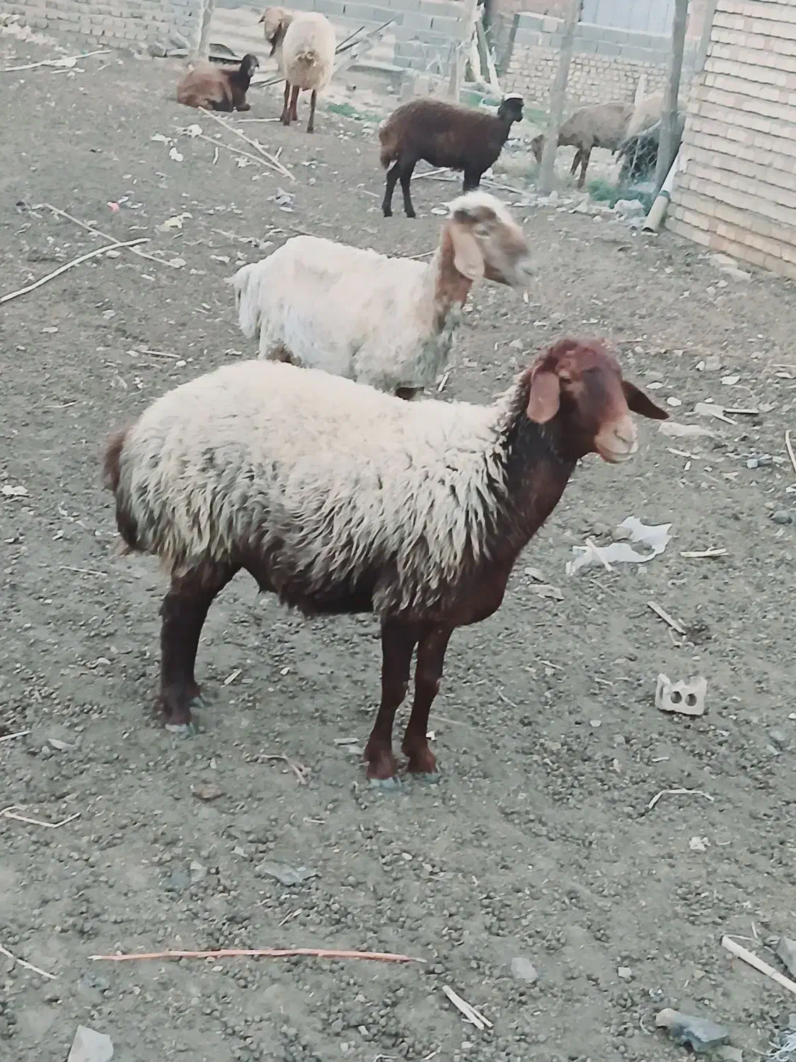 دوتا گوسفند ماده|حیوانات مزرعه|فراغی, |دیوار