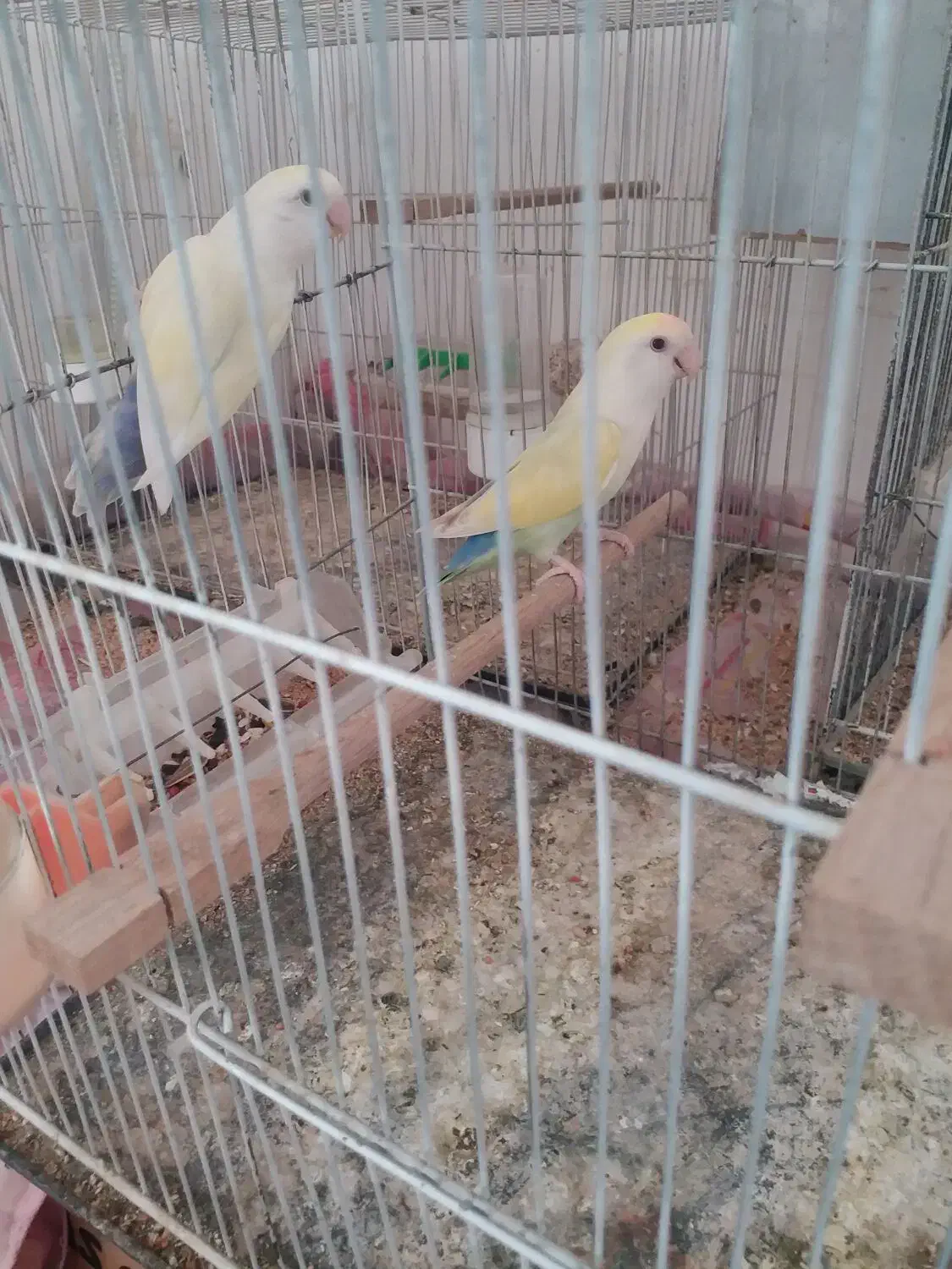 کوتوله فروشی|پرنده|تربت جام, حافظ|دیوار