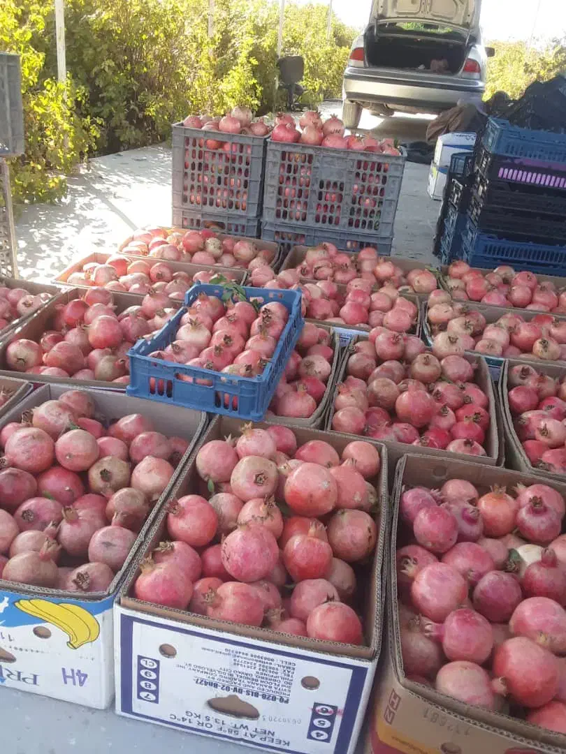 انار درجه ا|عمدهفروشی|فیروزآباد (فارس), |دیوار