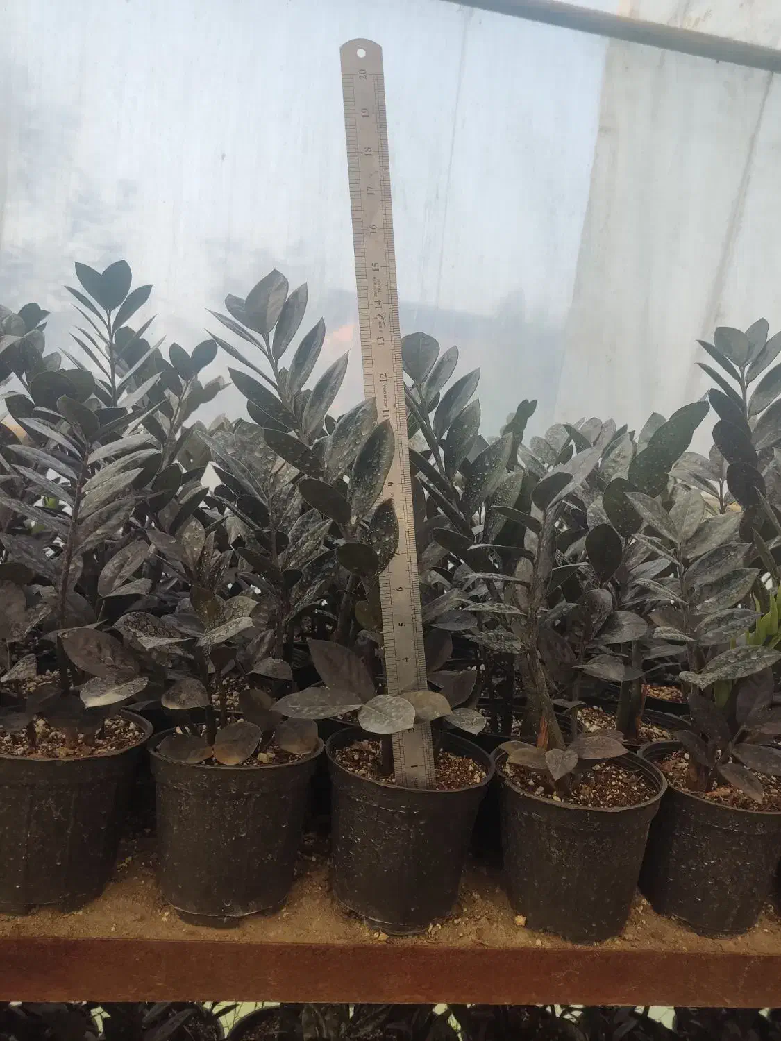 فروش زاموفیلیا|گل و گیاه طبیعی|گلوگاه بابل (گلیا), |دیوار