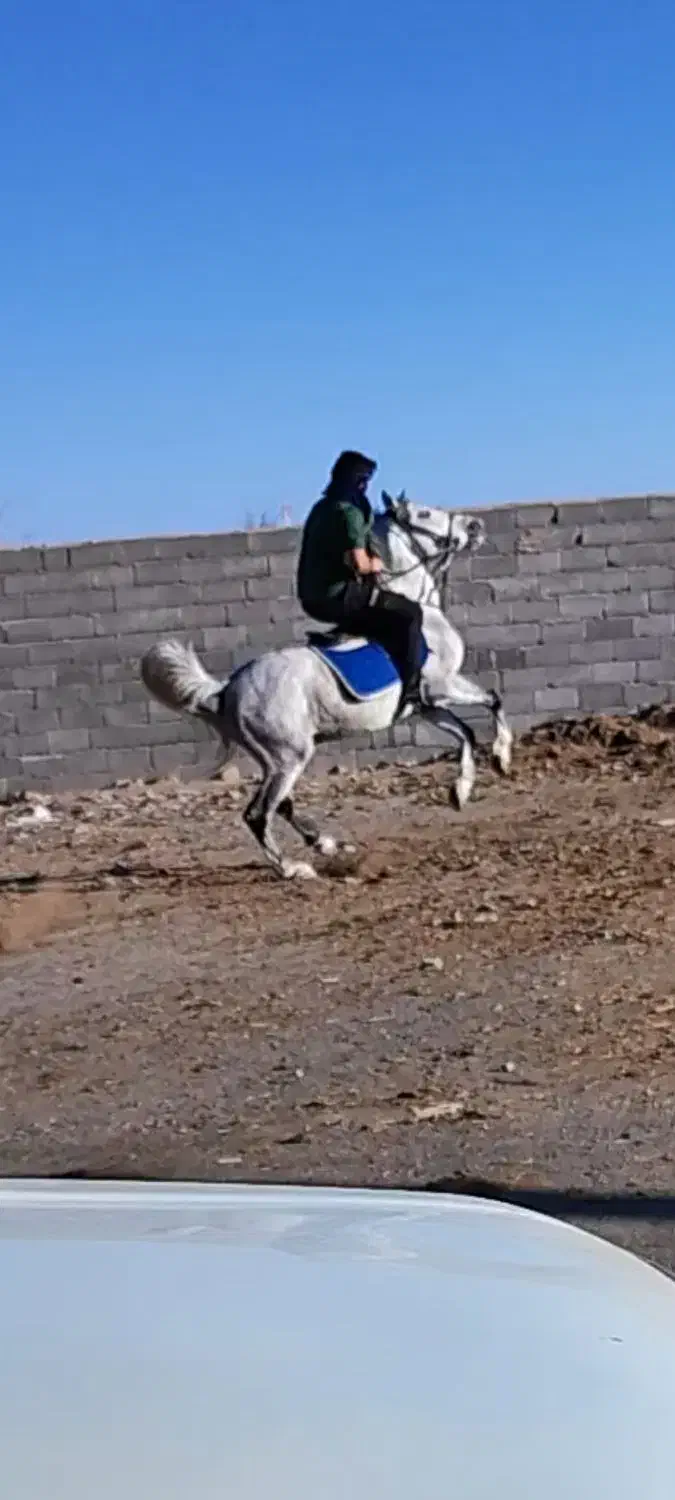 یک عدد اسب نریان|اسب و تجهیزات اسبسواری|سیرجان, |دیوار