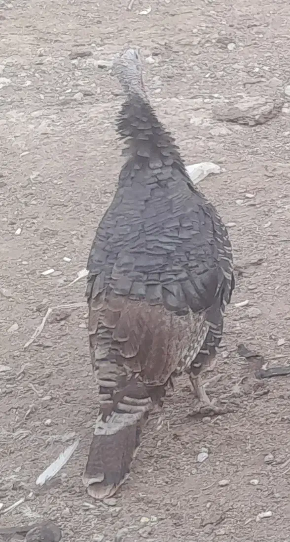 بوقلمون|حیوانات مزرعه|شهرکرد, |دیوار