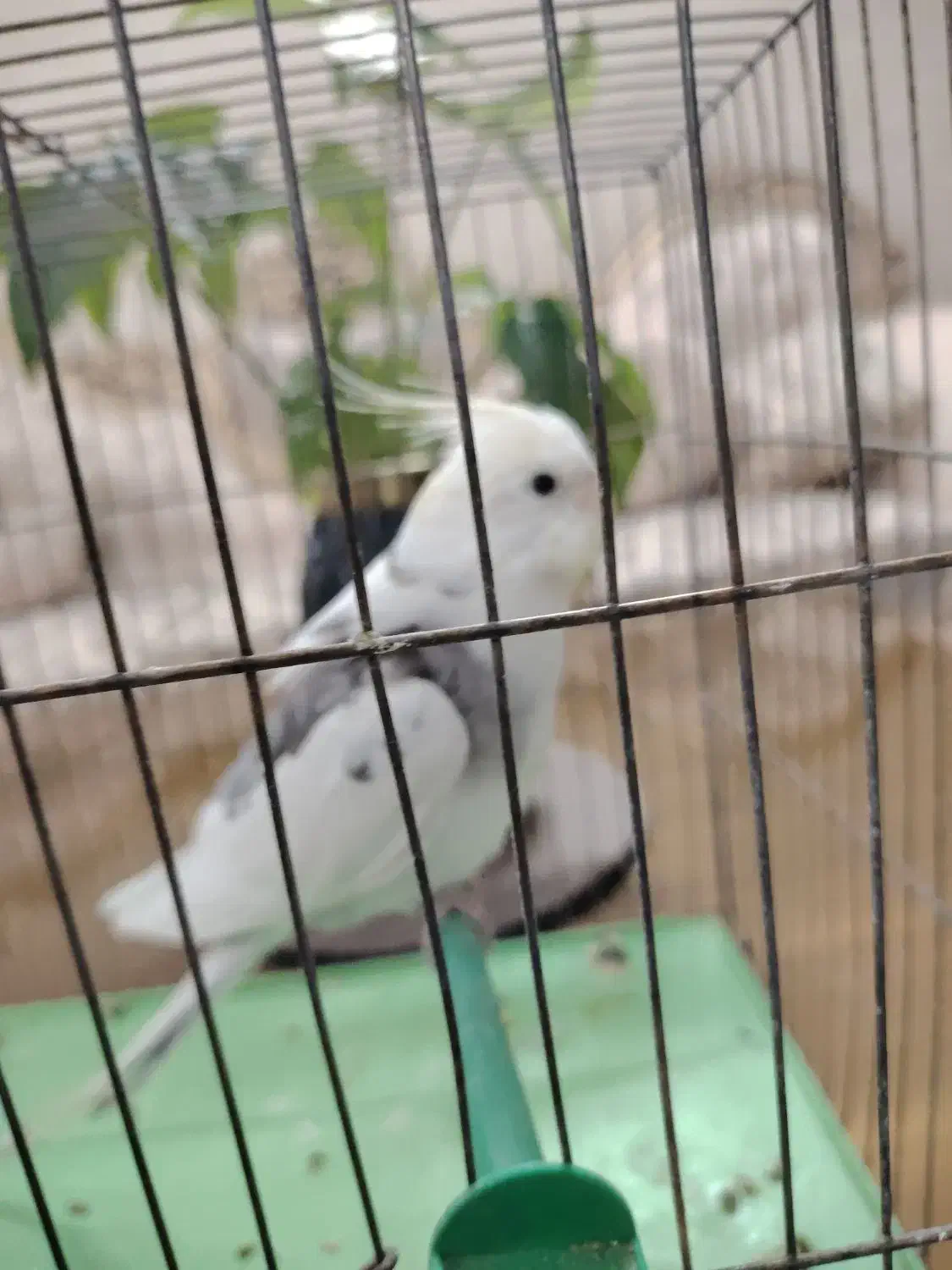 عروس هلندی وایت فیس قیمت مناسب|پرنده|برخوار, |دیوار