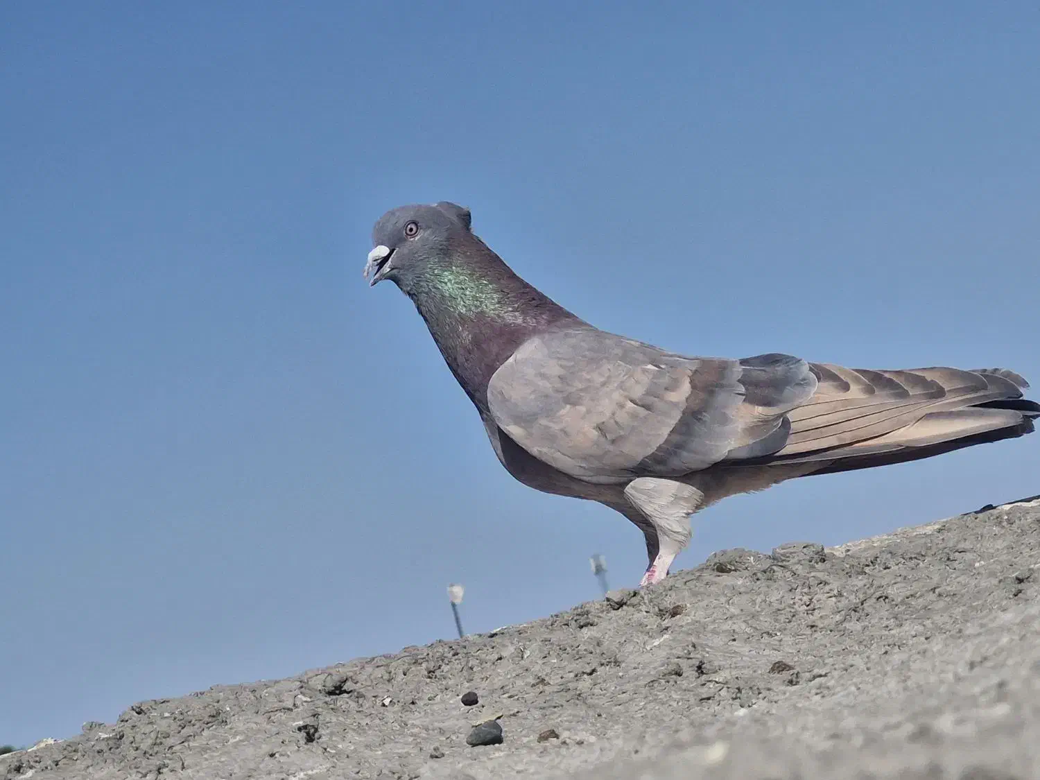 گلی تهرونی|پرنده|بم, |دیوار