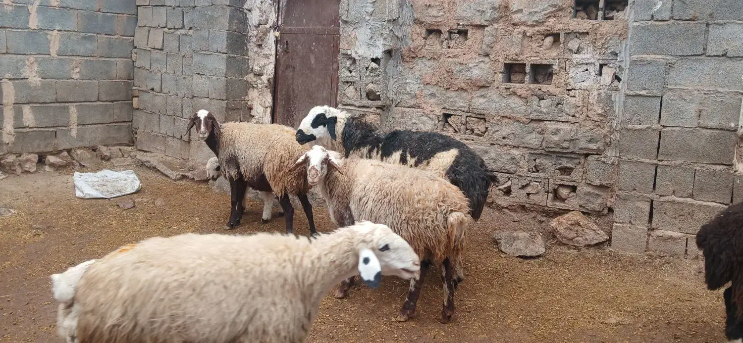 فروش میش وقوچ|حیوانات مزرعه|هرسین, |دیوار