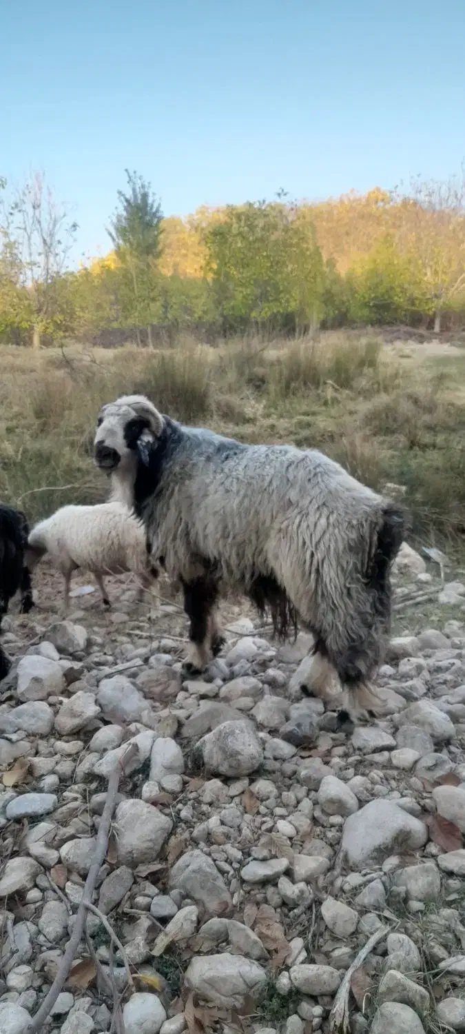 قوچ|حیوانات مزرعه|بوانات, |دیوار